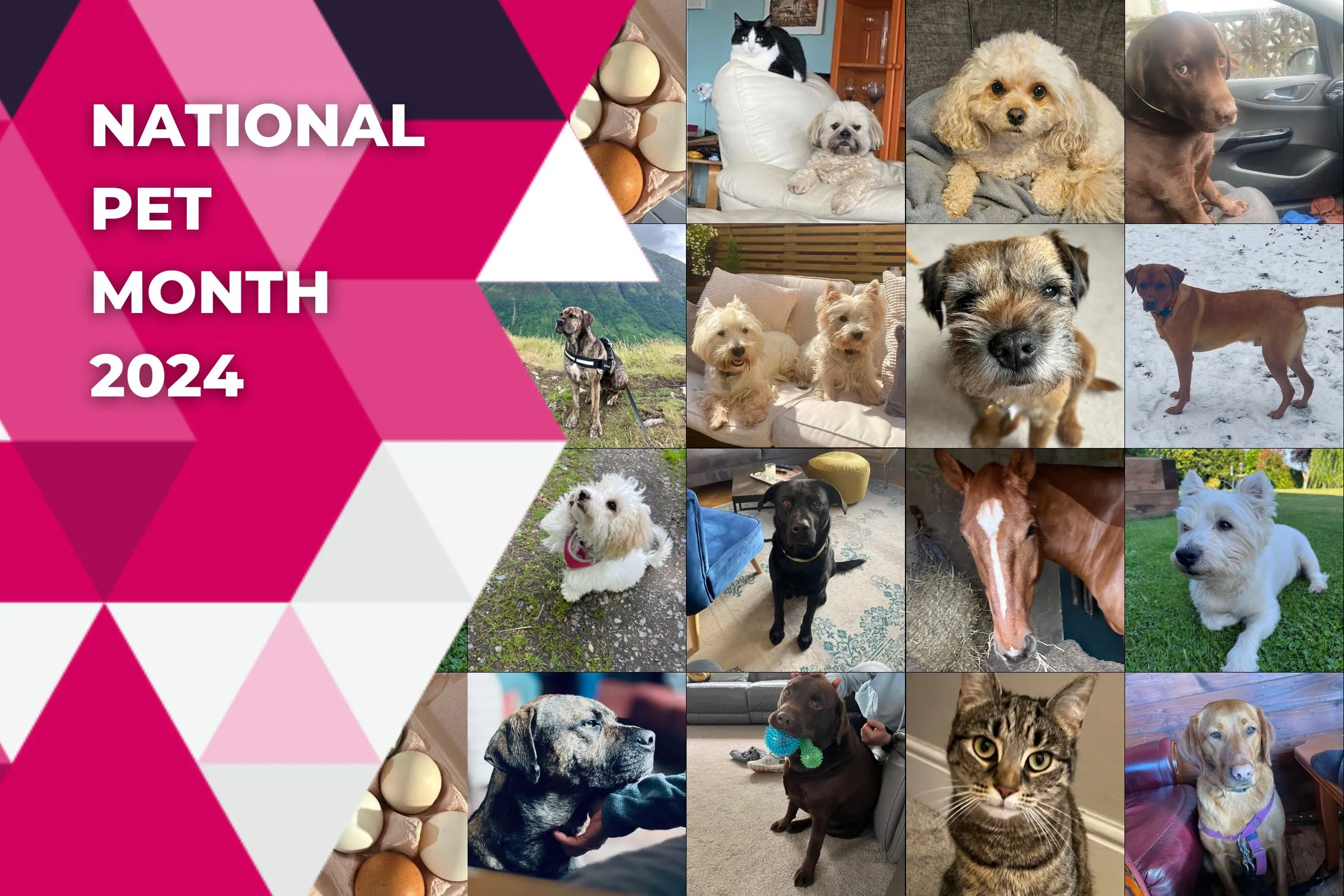 National Pet Month 2024 Miller Samuel Hill Brown Solicitors Blog